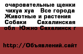 очаровательные щенки чихуа-хуа - Все города Животные и растения » Собаки   . Сахалинская обл.,Южно-Сахалинск г.